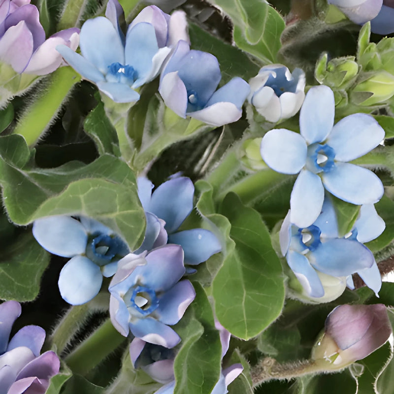 Soft Blue Designer Tweedia Flower