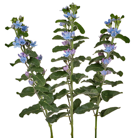 Soft Blue Designer Tweedia Flower