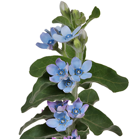 Soft Blue Designer Tweedia Flower