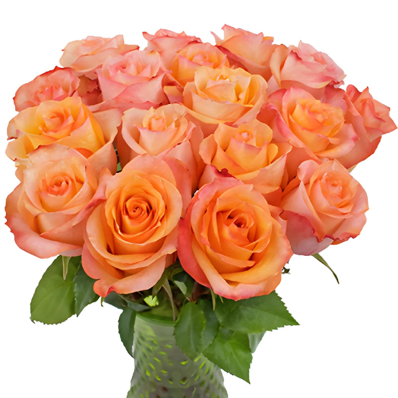 Twilight Light Orange Rose