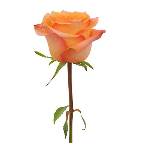 Twilight Light Orange Rose