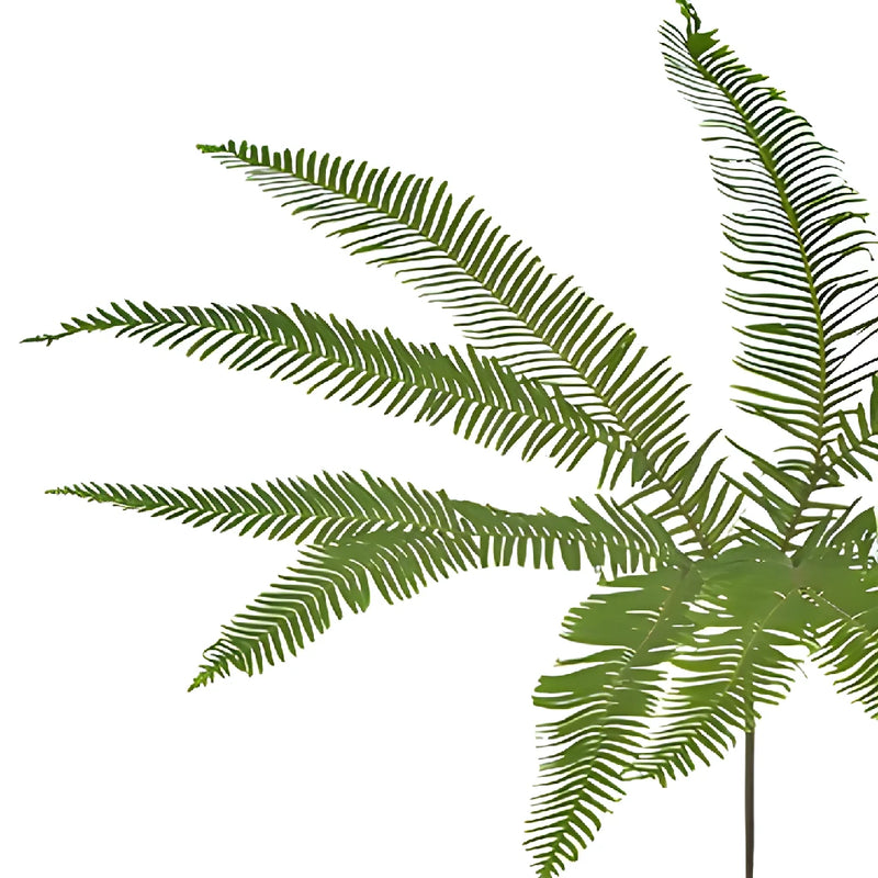 Umbrella Fern Greenery