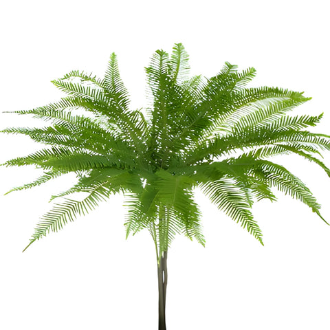 Buy Wholesale Umbrella Fern Greenery in Bulk