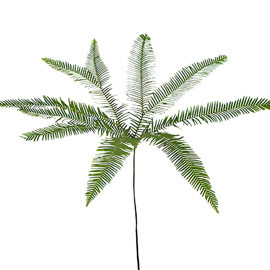 umbrella farn Buy Wholesale Umbrella Fern Greenery in Bulk
