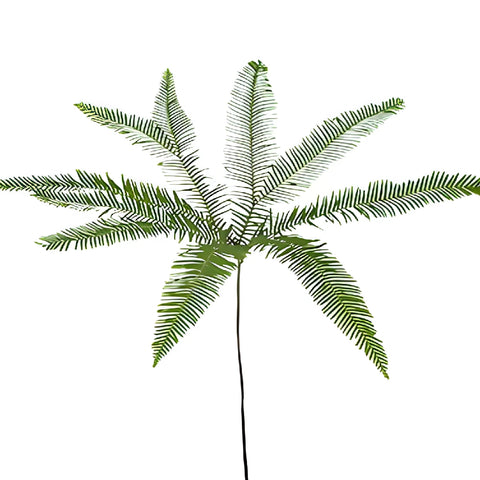 Umbrella Fern Greenery