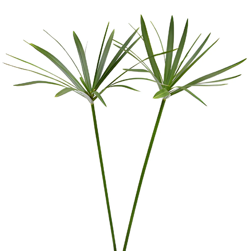 Umbrella Palm Cut Greenery