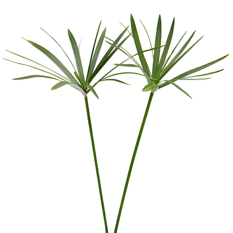 Umbrella Palm Cut Greenery