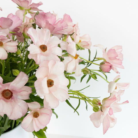 Unique Pink Butterfly Ranunculus Flower Close Up - Image