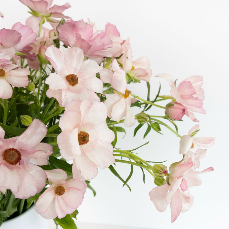 Unique Pink Butterfly Ranunculus Flower Close Up - Image