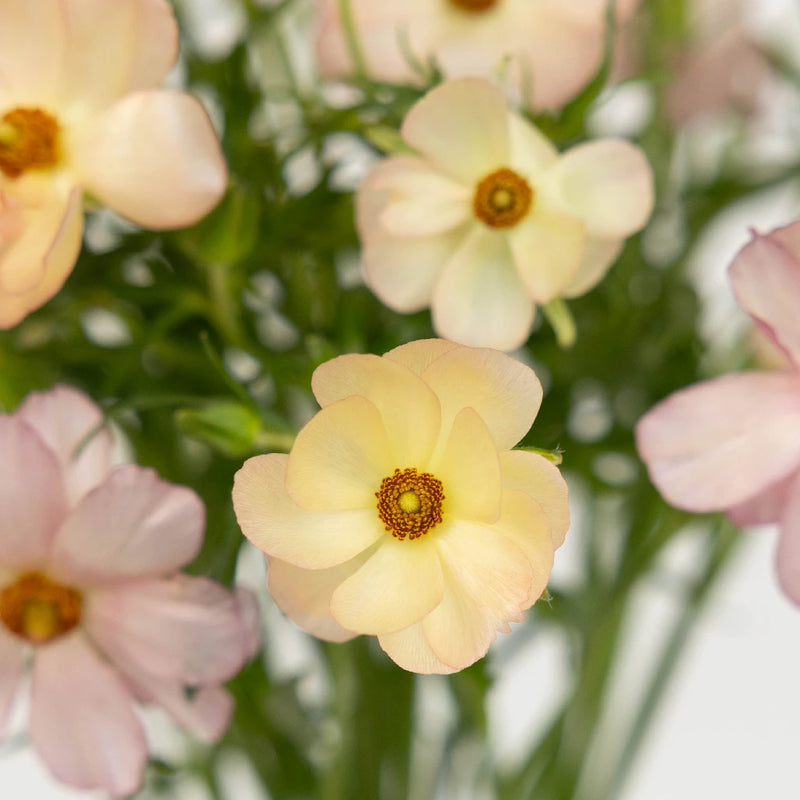 Unique Pink Butterfly Ranunculus Flower Close Up - Image