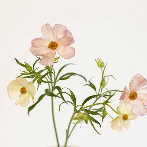 Unique Pink Butterfly Ranunculus Flower Stem - Image