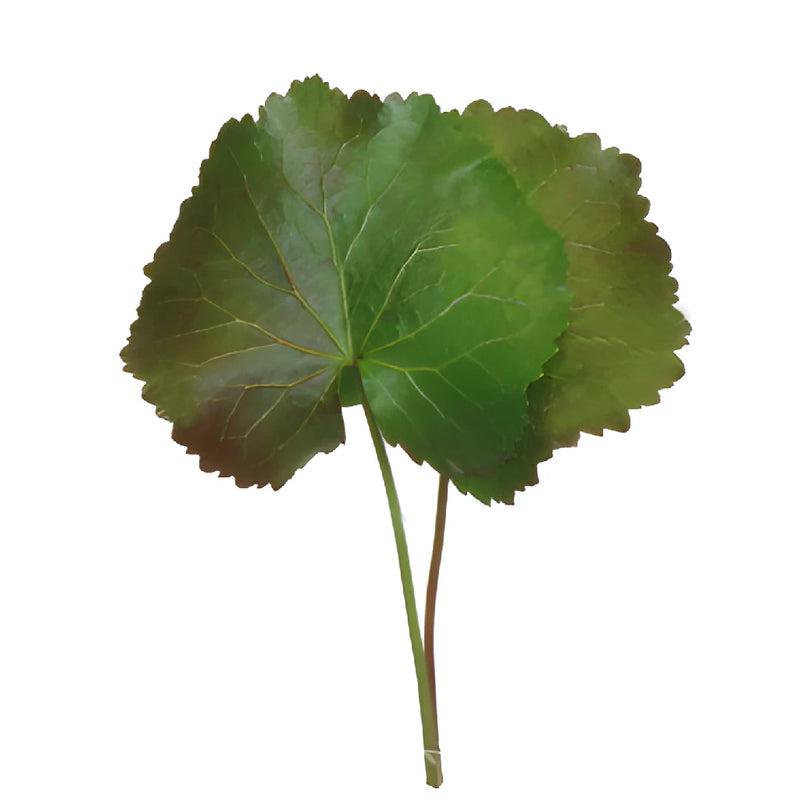 Galax Leaves Greenery