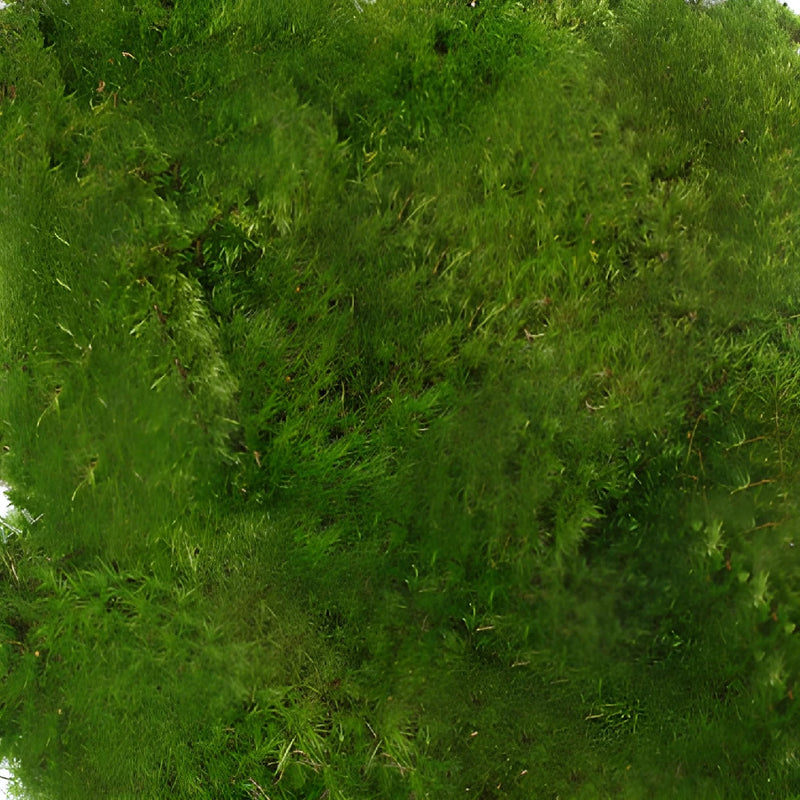 Fresh Mood Moss