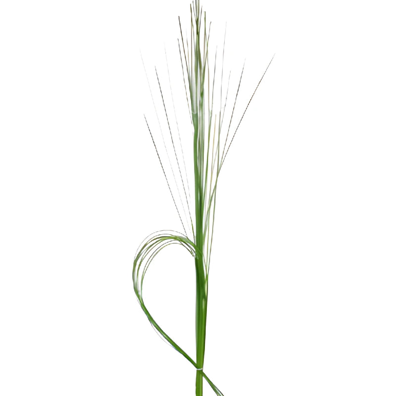 Wedding greenery steel grass filler flowers sold near me