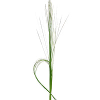 Wedding greenery steel grass filler flowers sold near me