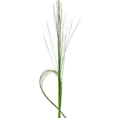 Wedding greenery steel grass filler flowers sold near me