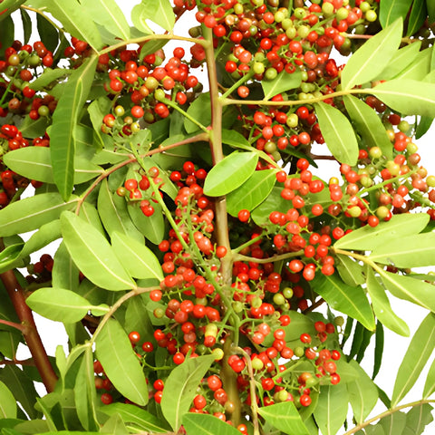 Wedding greenery upright Brazilian pepperberries filler flowers sold near me