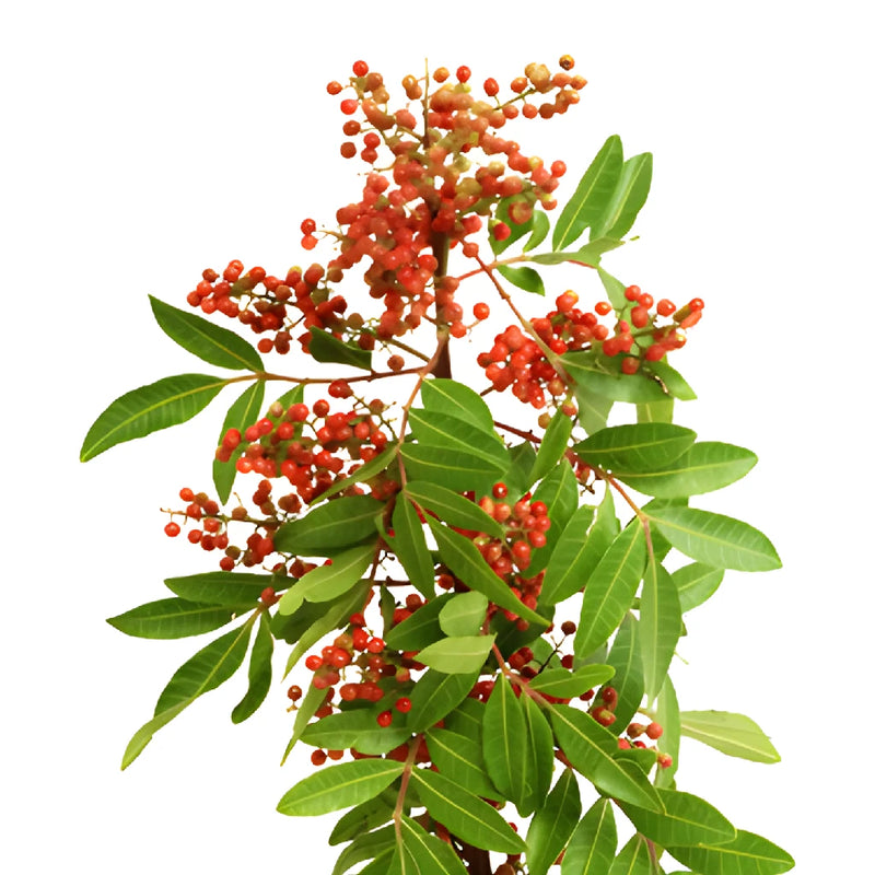 Wholesale greenery upright Brazilian pepperberry sold as bulk