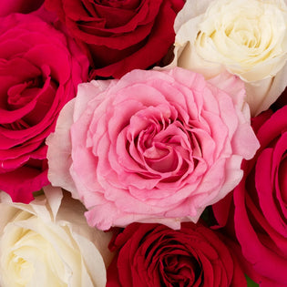 Valentines Day Love Pack Rose Special Close Up - Image