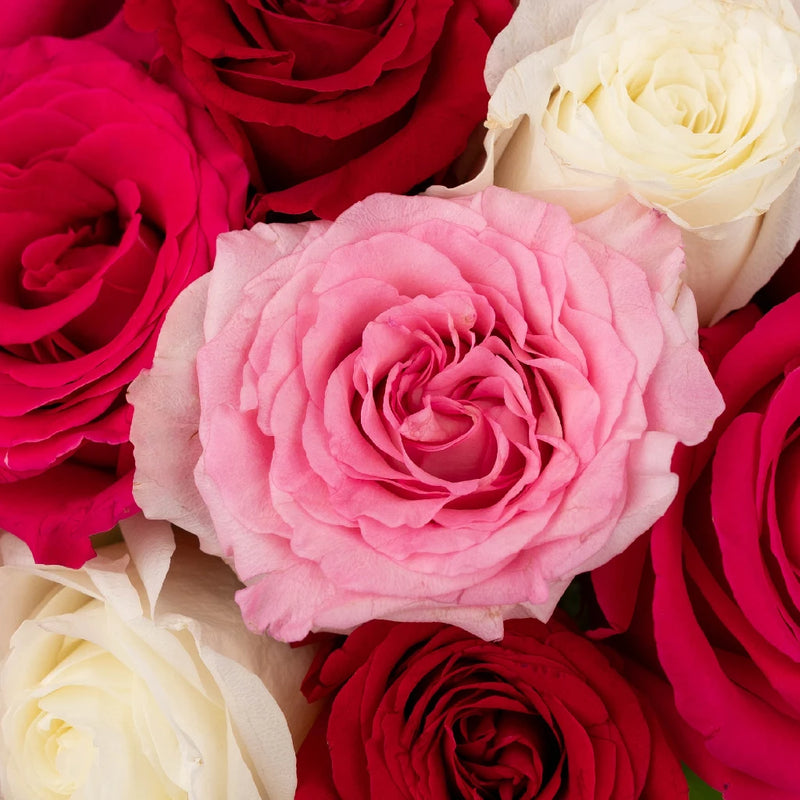 Valentines Day Love Pack Rose Special Close Up - Image