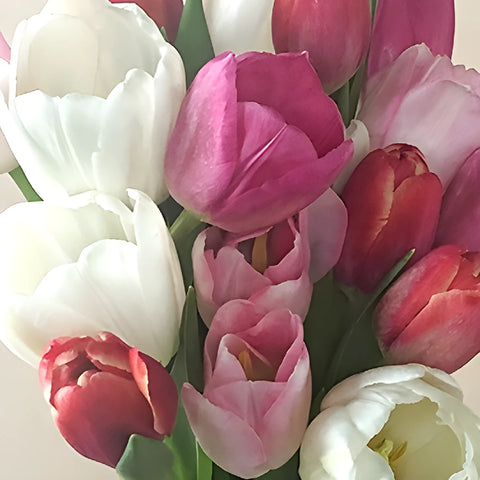 Valentines Day Tulip Flowers Stem - Image