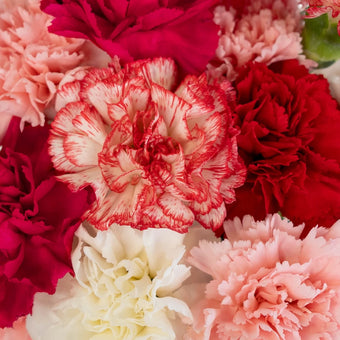Valentine's Love Pack Assorted Carnation Flower Special Close Up - Image