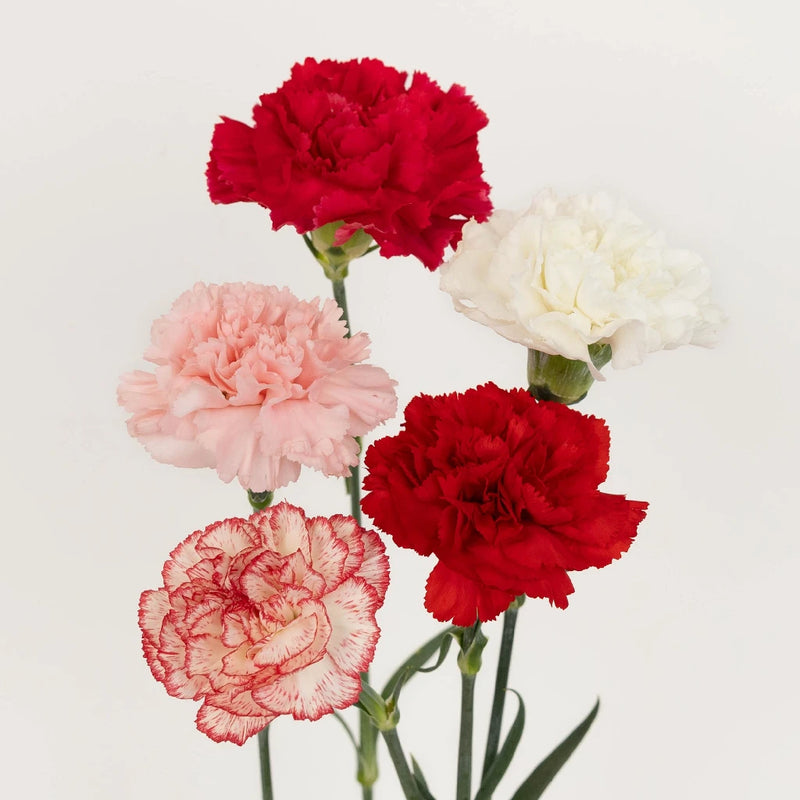 Valentine's Love Pack Assorted Carnation Flower Special Stem - Image
