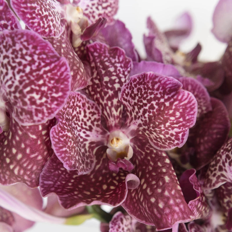 Vanda Orchids Fuchsia Magic Close Up - Image