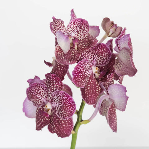 Vanda Orchids Fuchsia Magic Stem - Image