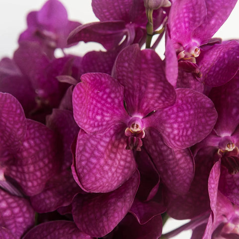 Vanda Orchids Hot Pink Calypso Close Up - Image