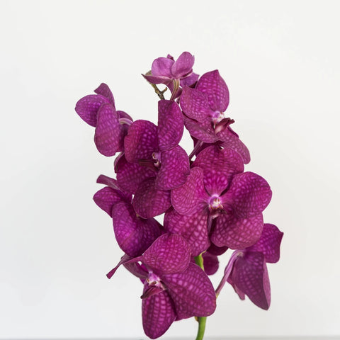 Vanda Orchids Hot Pink Calypso Stem - Image