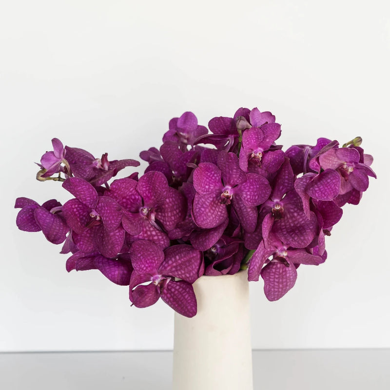 Vanda Orchids Hot Pink Calypso Vase - Image