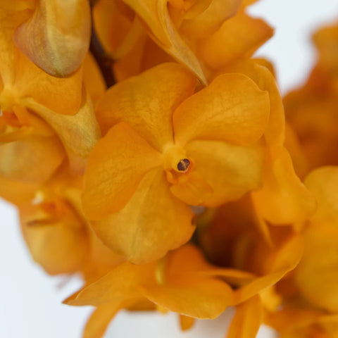 Vanda Orchids Orange Magic Close Up - Image