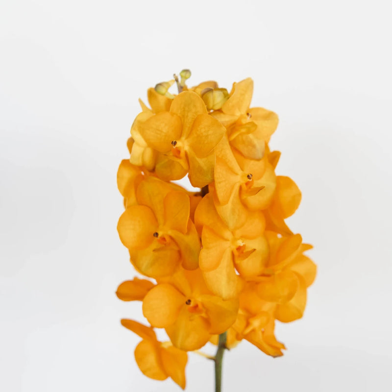Vanda Orchids Orange Magic Stem - Image