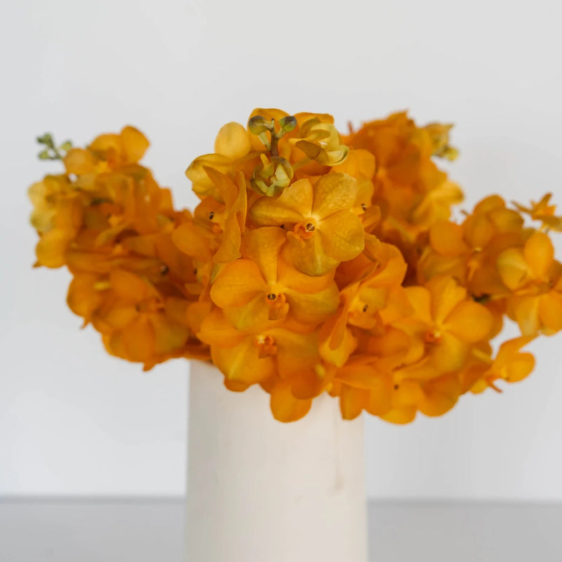 Vanda Orchids Orange Magic Vase - Image