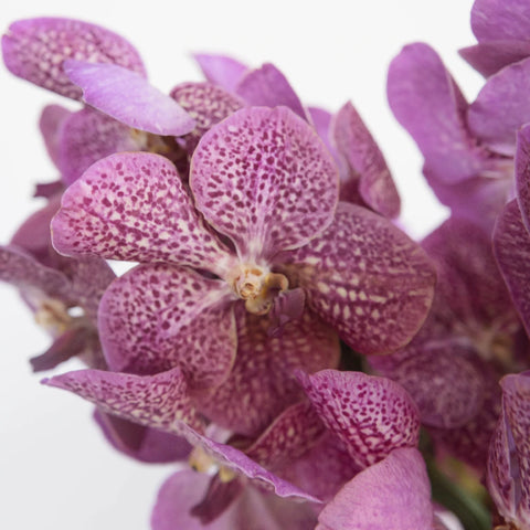 Vanda Orchids Pink Butterfly Close Up - Image