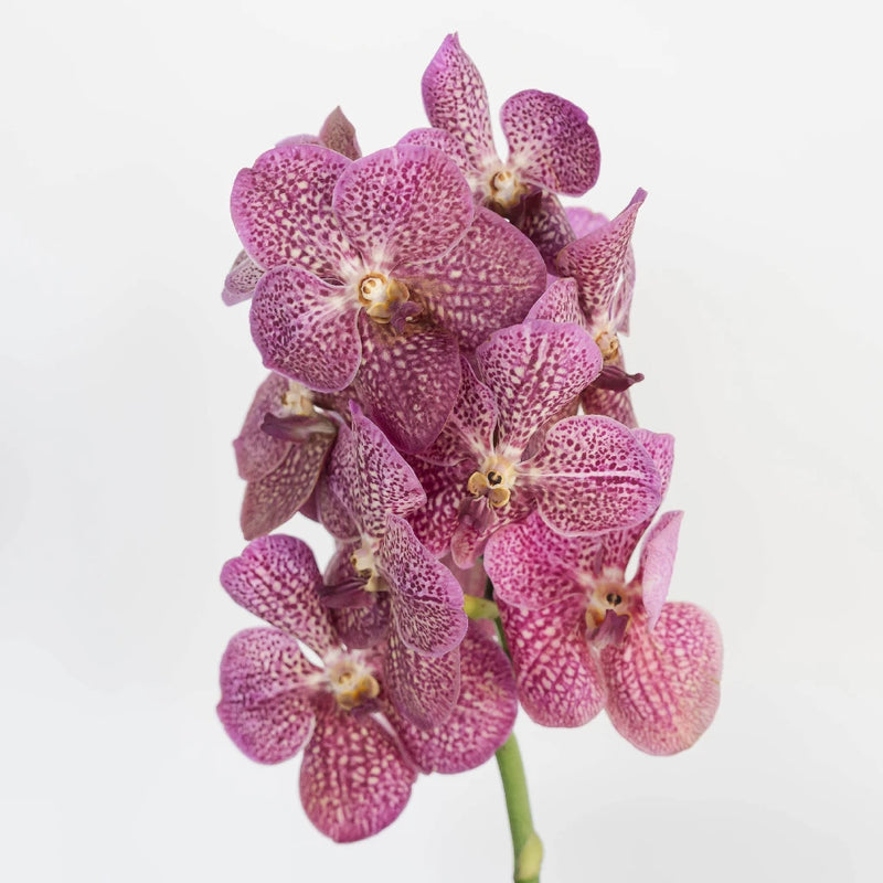 Vanda Orchids Pink Butterfly Stem - Image