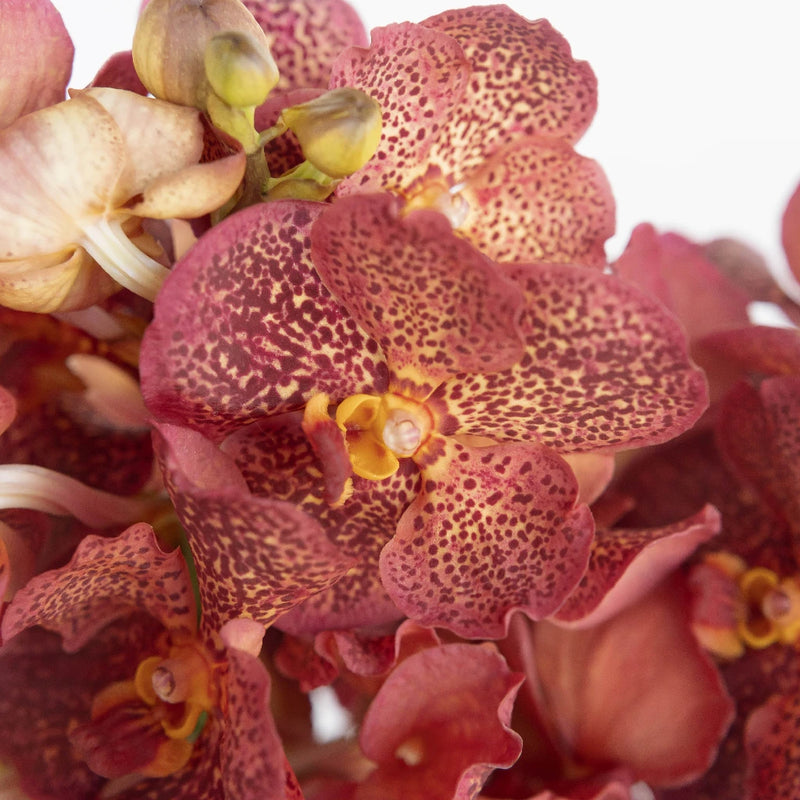 Vanda Orchids Red Magic Close Up - Image