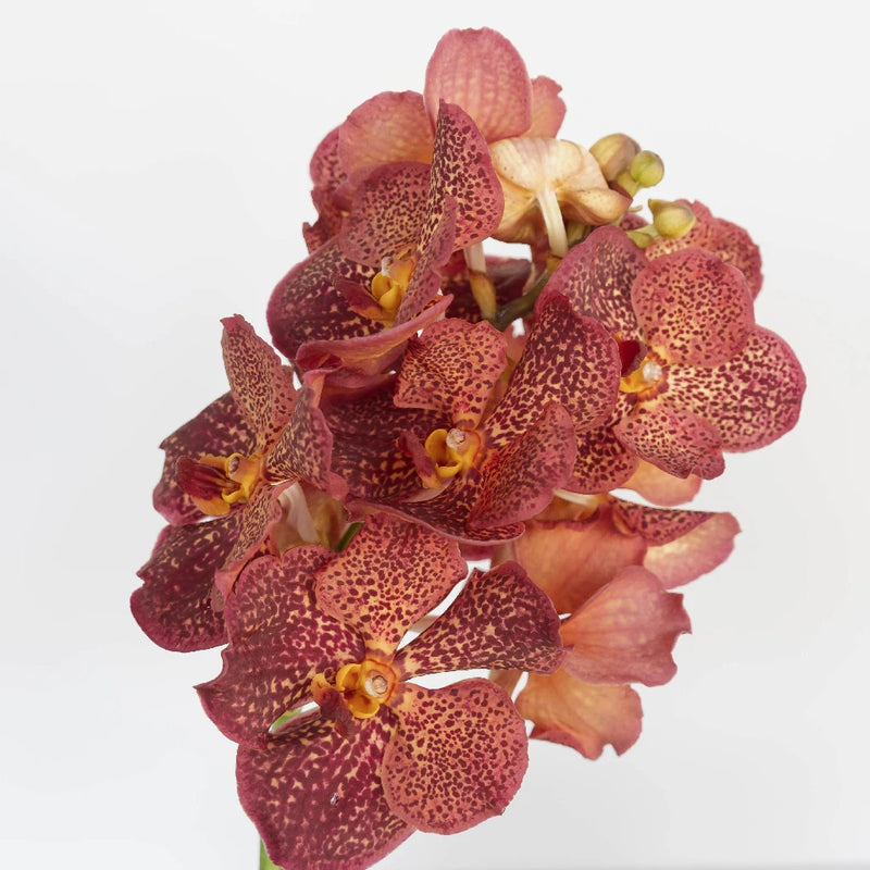 Vanda Orchids Red Magic Stem - Image