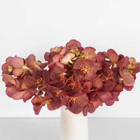 Vanda Orchids Red Magic Vase - Image