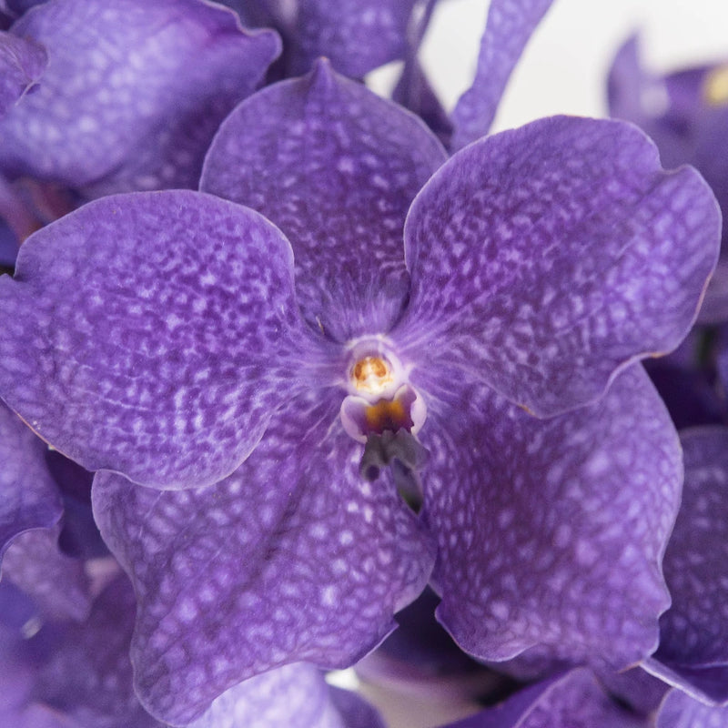 Vanda Orchids Royal Blue Close Up - Image