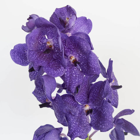 Vanda Orchids Royal Blue Stem - Image