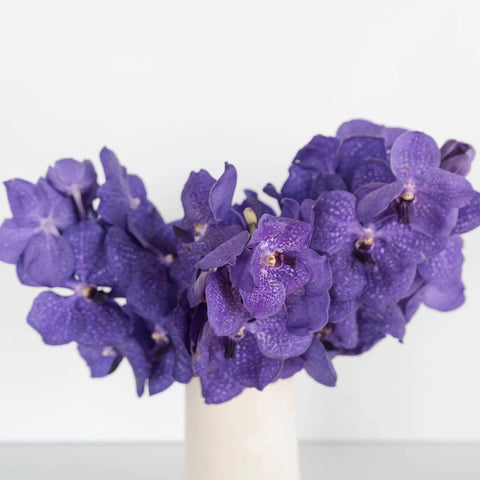 Vanda Orchids Royal Blue Vase - Image