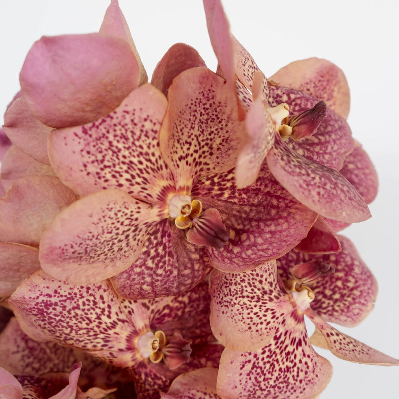 Vanda Orchids Speckled Watermelon Close Up - Image