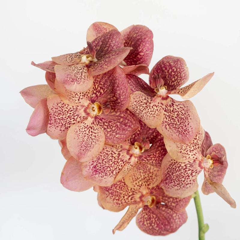 Vanda Orchids Speckled Watermelon Stem - Image