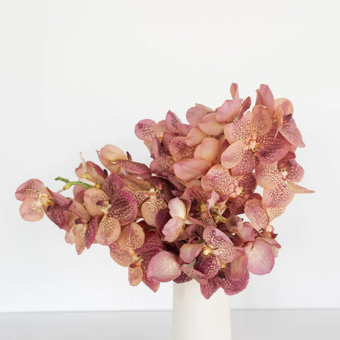 Vanda Orchids Speckled Watermelon Vase - Image