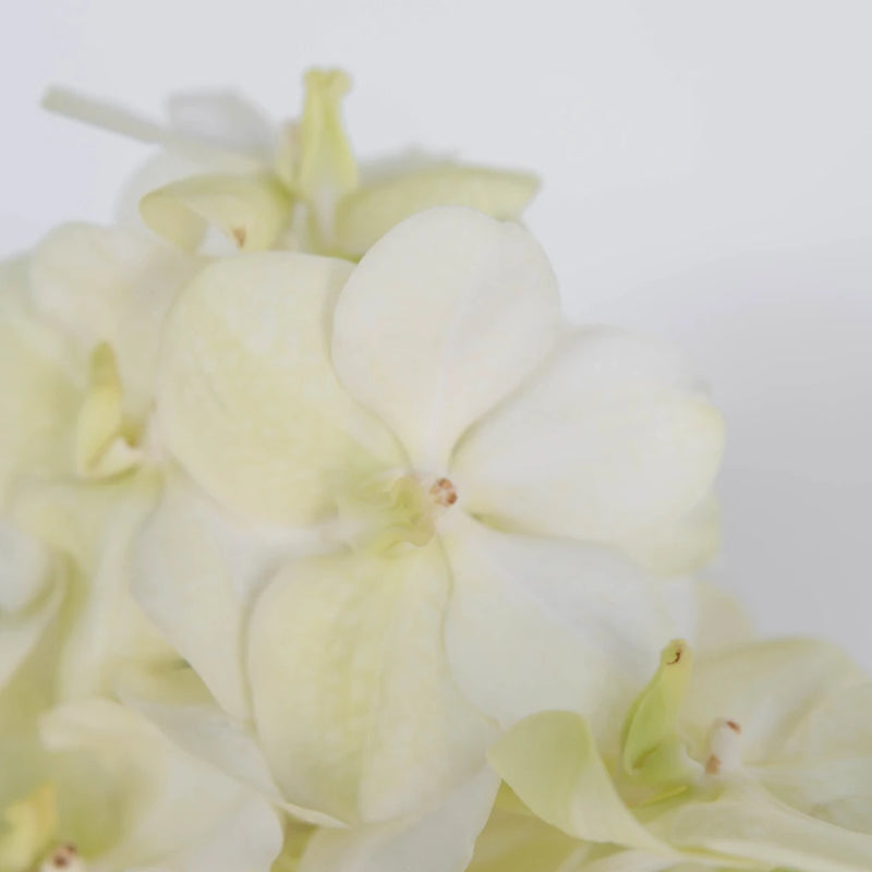 Vanda Orchids White Magic Close Up - Image
