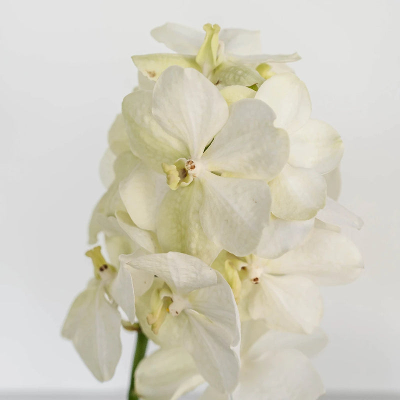 Vanda Orchids White Magic Stem - Image