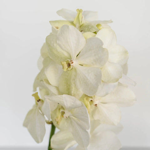 Vanda Orchids White Magic Stem - Image