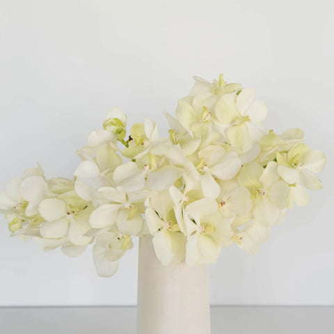 Vanda Orchids White Magic Vase - Image